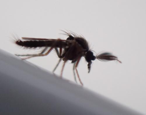 Réf. 326 742 : Forcipomyia sp.